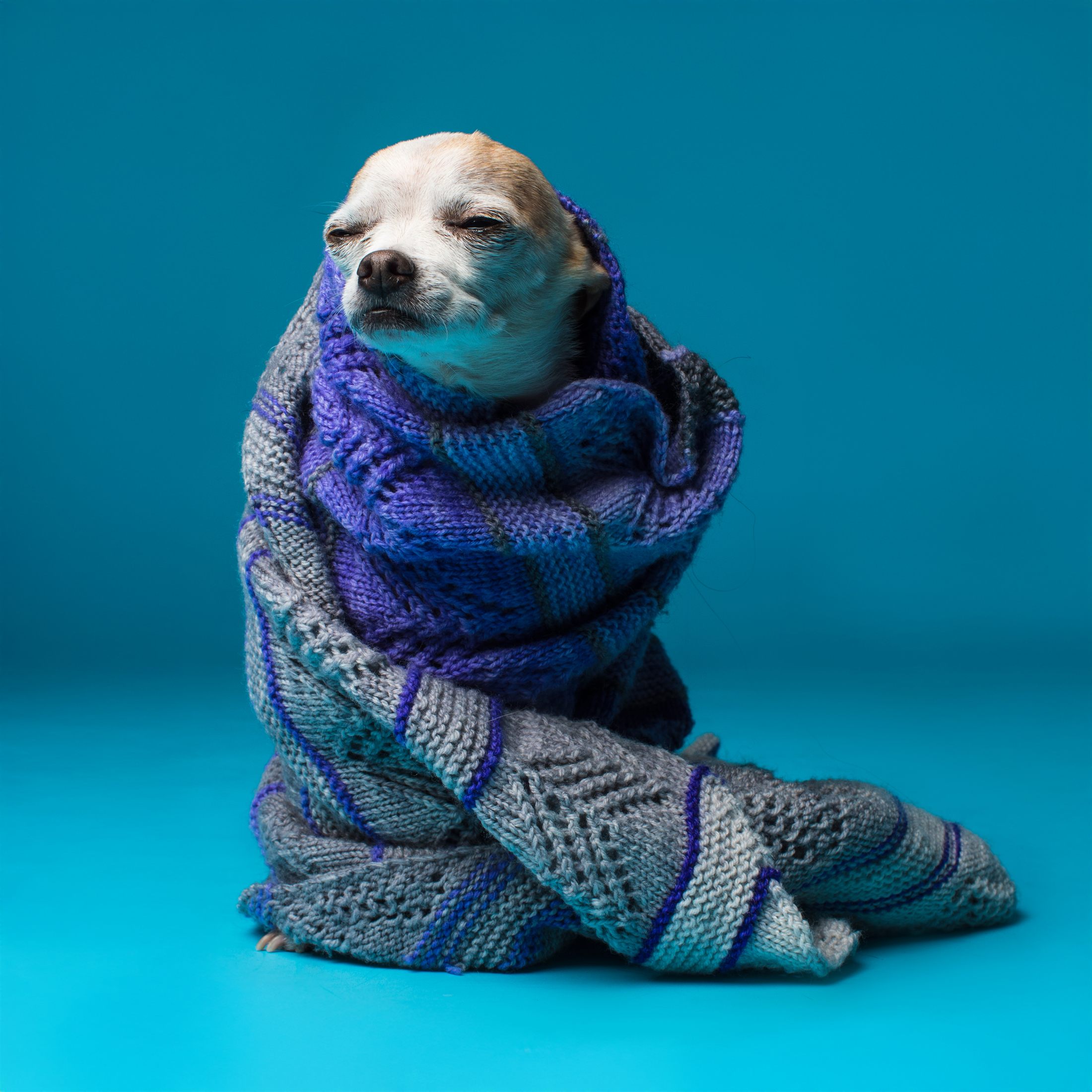 A chihuahua wrapped in a chunky knitted sweater and scarf, sitting against a bright blue backdrop