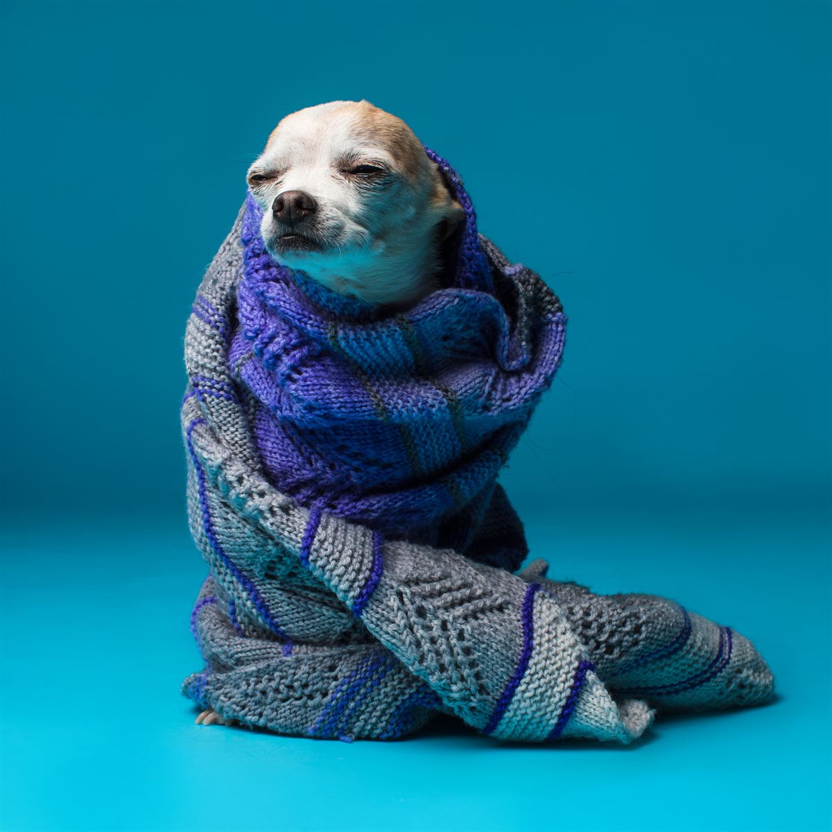 A chihuahua wrapped in a chunky knitted sweater and scarf, sitting against a bright blue backdrop