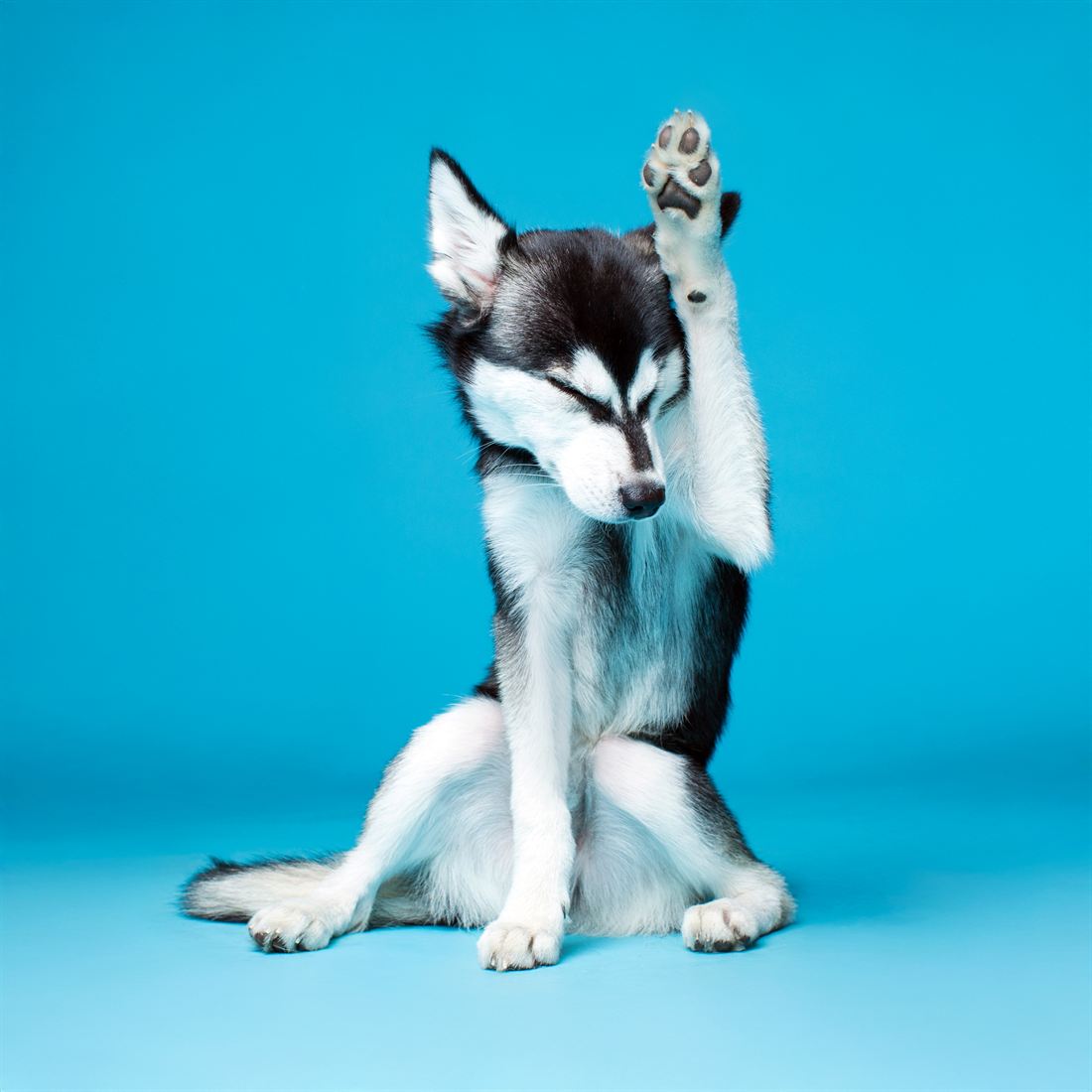 A black and white husky sitting against a bright blue backdrop with one front paw raised high in the air