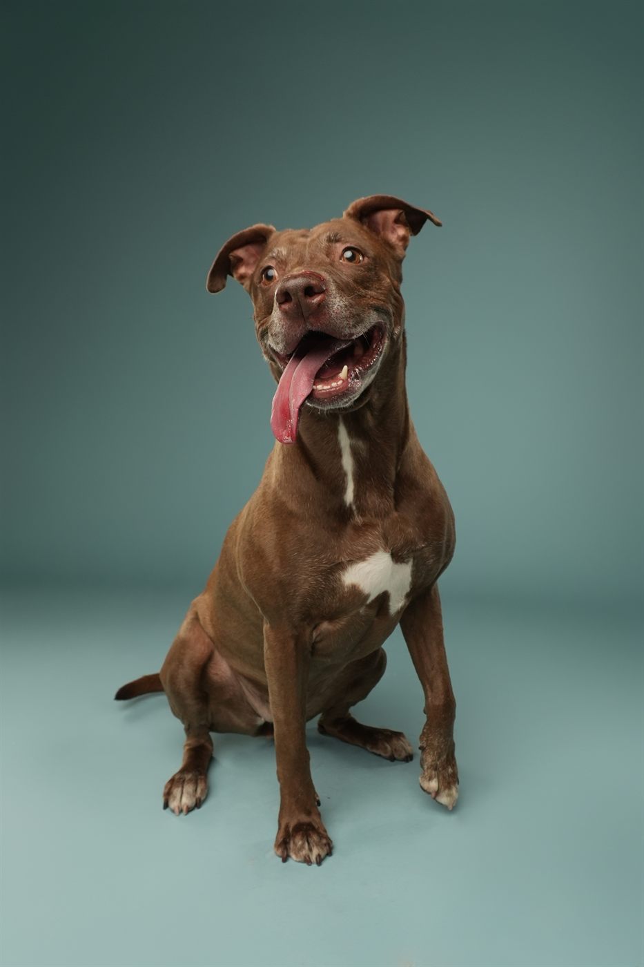 A brown pit bull sitting against a soft teal backdrop, head tilted, tongue out, mid-grin