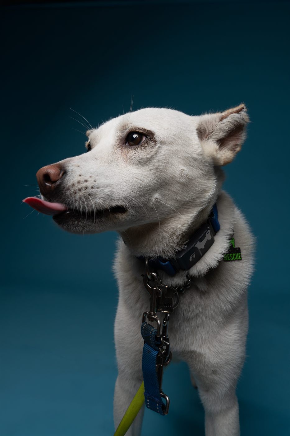 A white senior dog in profile against a deep blue backdrop, tongue out, wearing a blue collar