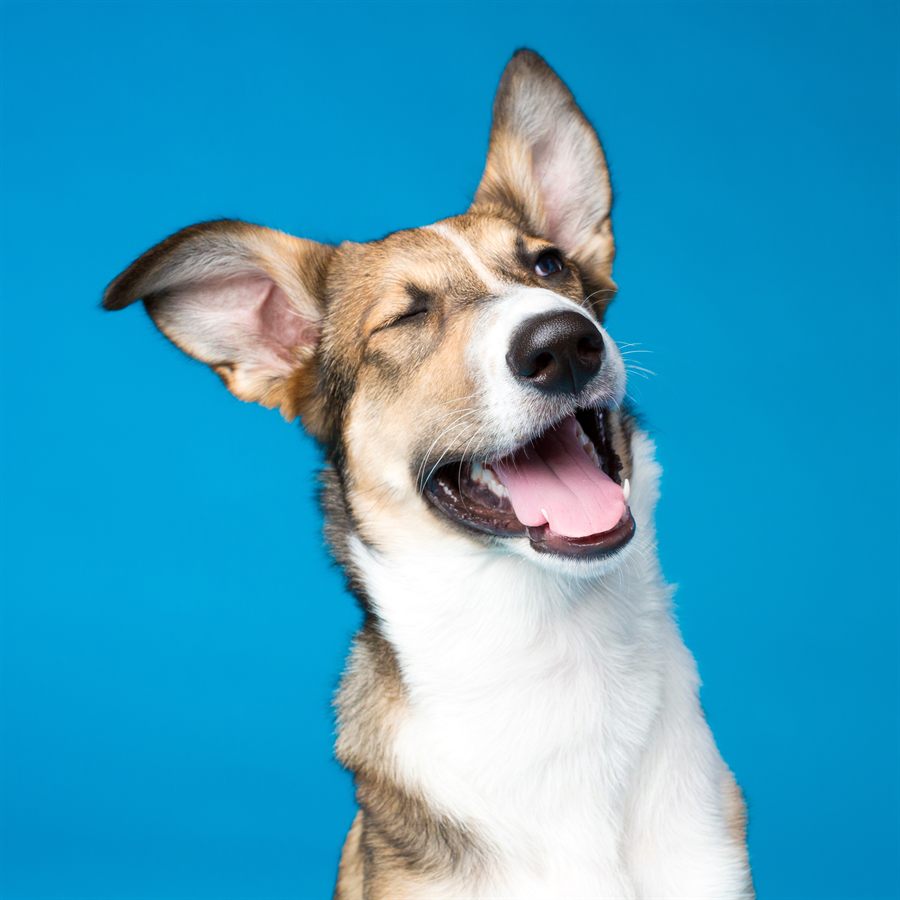 A tan and white mixed-breed dog mid-laugh, one eye scrunched shut, ears flying