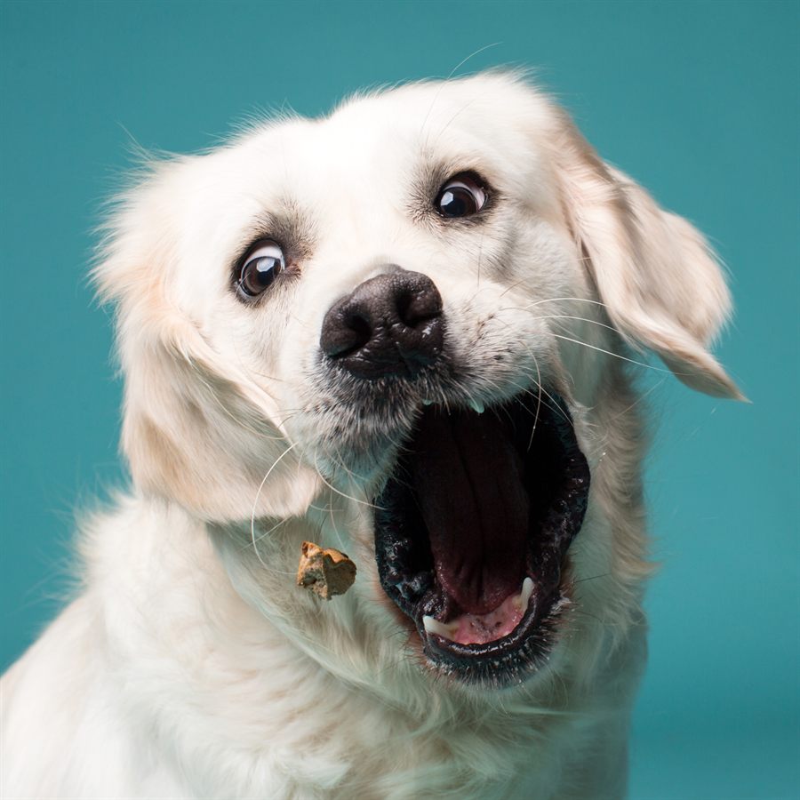 A cream labrador with one ear flipped inside out, mouth wide open in surprise