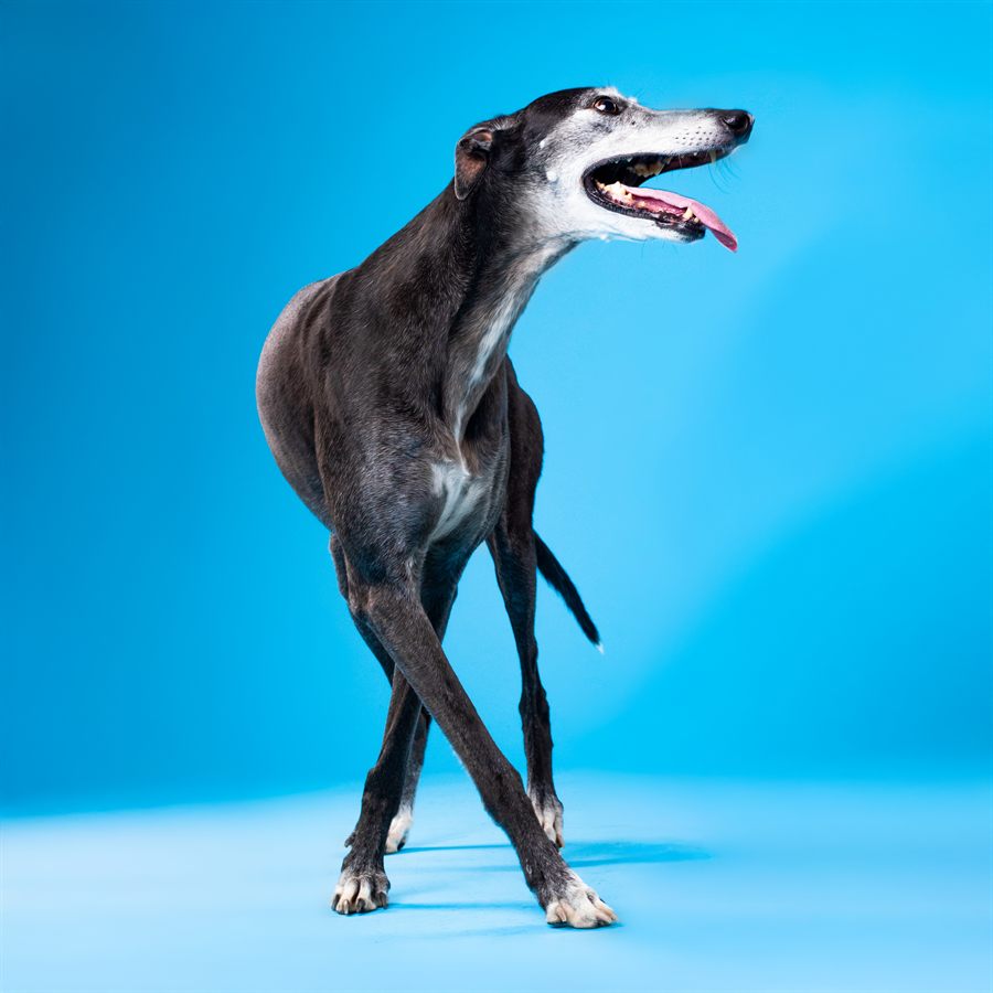 A dark whippet standing tall against a bright blue backdrop, neck arched, tongue out