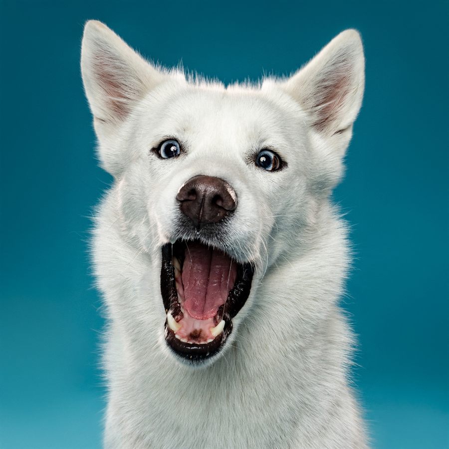 A white husky with enormous upright ears, mouth open in a delighted bark
