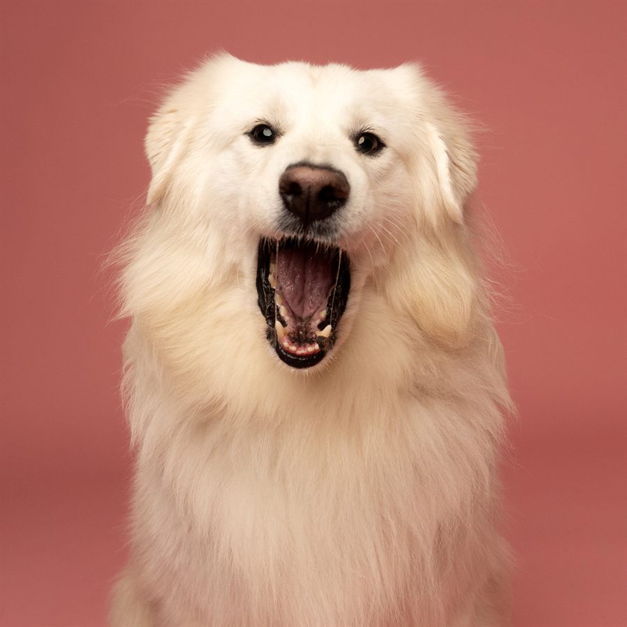 A fluffy white dog mid-bark against a warm coral backdrop