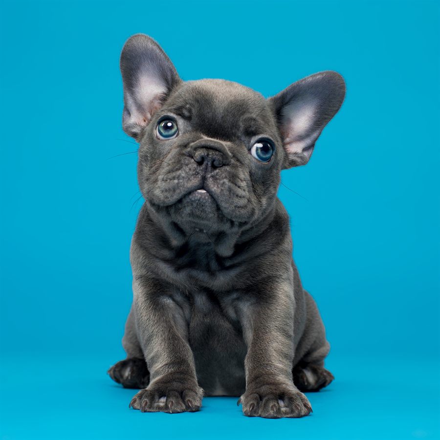 A blue French bulldog puppy sitting small in the frame, looking up at the camera